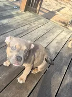 No name, a female American Staffordshire Terrier and American Bully for sale in Hazelwood, MO – Photo 4 of 10