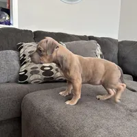 No name, a female American Staffordshire Terrier and American Bully for sale in Hazelwood, MO – Photo 10 of 10