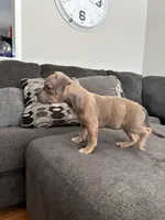 No name, a female American Staffordshire Terrier and American Bully for sale in Hazelwood, MO – Photo 7 of 7