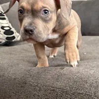 No name, a female American Staffordshire Terrier and American Bully for sale in Hazelwood, MO – Photo 3 of 10