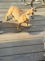 no name, a female American Staffordshire Terrier for sale in Hazelwood, MO – Photo 1 of 10