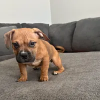 no name, a female American Staffordshire Terrier for sale in Hazelwood, MO – Photo 8 of 10