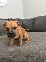 no name, a female American Staffordshire Terrier for sale in Hazelwood, MO – Photo 4 of 6