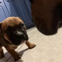 no name, a female American Staffordshire Terrier for sale in Hazelwood, MO – Photo 4 of 10