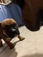 no name, a female American Staffordshire Terrier for sale in Hazelwood, MO – Photo 3 of 6