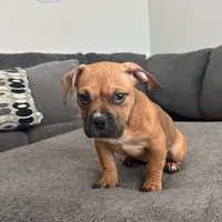 no name, a female American Staffordshire Terrier for sale in Hazelwood, MO – Photo 7 of 10