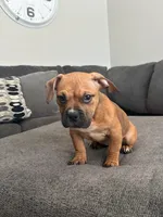 no name, a female American Staffordshire Terrier for sale in Hazelwood, MO – Photo 6 of 6