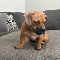 no name, a female American Staffordshire Terrier for sale in Hazelwood, MO – Photo 5 of 10