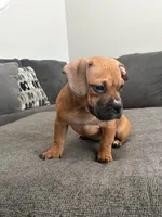 no name, a female American Staffordshire Terrier for sale in Hazelwood, MO – Photo 5 of 6