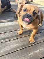 no name, a female American Staffordshire Terrier for sale in Hazelwood, MO – Photo 6 of 10