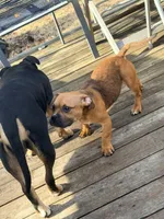 no name, a female American Staffordshire Terrier for sale in Hazelwood, MO – Photo 9 of 10