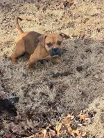 no name, a female American Staffordshire Terrier for sale in Hazelwood, MO – Photo 10 of 10