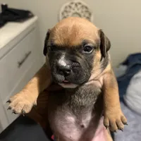 no name, a female American Staffordshire Terrier for sale in Hazelwood, MO – Photo 3 of 10