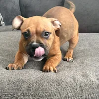 no name, a female American Staffordshire Terrier for sale in Hazelwood, MO – Photo 2 of 10