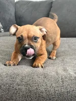 no name, a female American Staffordshire Terrier for sale in Hazelwood, MO – Photo 1 of 6