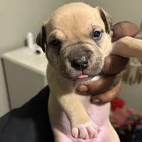 /no name, a female American Staffordshire Terrier for sale in Hazelwood, MO – Photo 5 of 9
