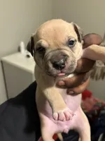 /no name, a female American Staffordshire Terrier for sale in Hazelwood, MO – Photo 4 of 7