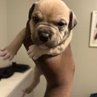 /no name, a female American Staffordshire Terrier for sale in Hazelwood, MO – Photo 7 of 9