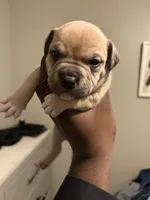 /no name, a female American Staffordshire Terrier for sale in Hazelwood, MO – Photo 5 of 7