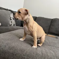 /no name, a female American Staffordshire Terrier for sale in Hazelwood, MO – Photo 2 of 9