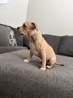 /no name, a female American Staffordshire Terrier for sale in Hazelwood, MO – Photo 6 of 7