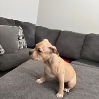 /no name, a female American Staffordshire Terrier for sale in Hazelwood, MO – Photo 6 of 9