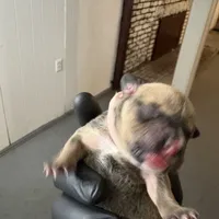 /no name, a female American Staffordshire Terrier for sale in Hazelwood, MO – Photo 4 of 9