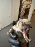 /no name, a female American Staffordshire Terrier for sale in Hazelwood, MO – Photo 3 of 7