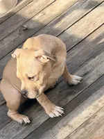 /no name, a female American Staffordshire Terrier for sale in Hazelwood, MO – Photo 9 of 9