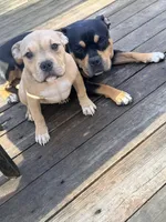 /no name, a female American Staffordshire Terrier for sale in Hazelwood, MO – Photo 8 of 9