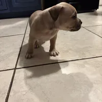 /no name, a female American Staffordshire Terrier for sale in Hazelwood, MO – Photo 3 of 9