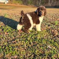 AKC Cafe Au Lait Phantom Parti, a male Poodle - Standard  for sale in Argo, AL – Photo 1 of 3