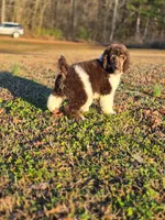 AKC Cafe Au Lait Phantom Parti, a male Poodle - Standard  for sale in Argo, AL – Photo 1 of 3
