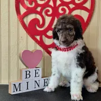 AKC Cafe Au Lait Phantom Parti, a male Poodle - Standard  for sale in Argo, AL – Photo 3 of 3
