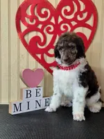AKC Cafe Au Lait Phantom Parti, a male Poodle - Standard  for sale in Argo, AL – Photo 3 of 3