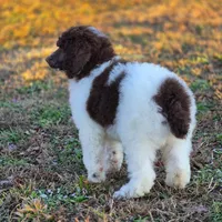 AKC Brown Parti , a male Poodle - Standard  for sale in Argo, AL – Photo 1 of 3