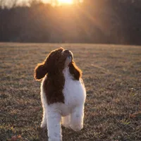 AKC Brown Parti , a male Poodle - Standard  for sale in Argo, AL – Photo 2 of 3