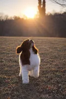 AKC Brown Parti , a male Poodle - Standard  for sale in Argo, AL – Photo 2 of 3