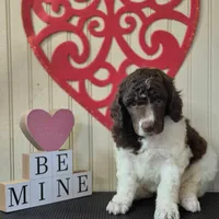 AKC Brown Parti , a male Poodle - Standard  for sale in Argo, AL – Photo 3 of 3
