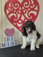 AKC Brown Parti , a male Poodle - Standard  for sale in Argo, AL – Photo 3 of 3