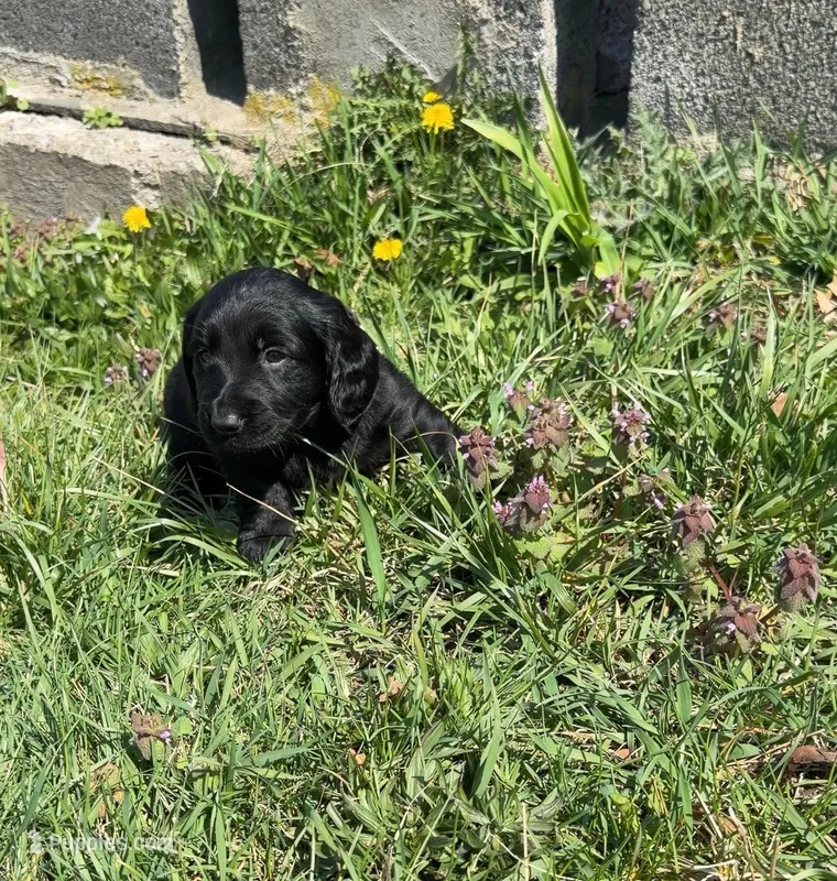 Luna – Dachshund, Labrador Retriever puppy for sale in Scranton, PA