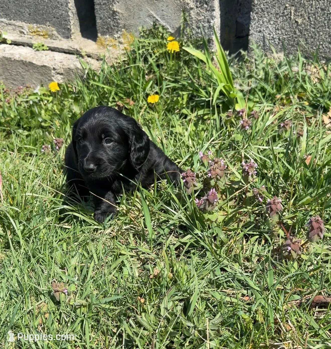 Luna, a female Dachshund and Labrador Retriever for sale in Scranton, PA – Photo 1 of 8