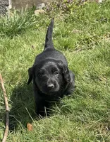 Luna, a female Dachshund and Labrador Retriever for sale in Scranton, PA – Photo 2 of 8