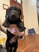 Luna, a female Dachshund and Labrador Retriever for sale in Scranton, PA – Photo 6 of 8