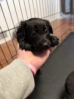 Luna, a female Dachshund and Labrador Retriever for sale in Scranton, PA – Photo 3 of 8
