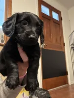 Luna, a female Dachshund and Labrador Retriever for sale in Scranton, PA – Photo 7 of 8