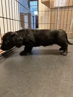 Luna, a female Dachshund and Labrador Retriever for sale in Scranton, PA – Photo 5 of 8