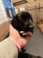 Luna, a female Dachshund and Labrador Retriever for sale in Scranton, PA – Photo 4 of 8
