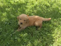 Bella Ann, a female Golden Retriever for sale in Danville, AR – 2 of 2