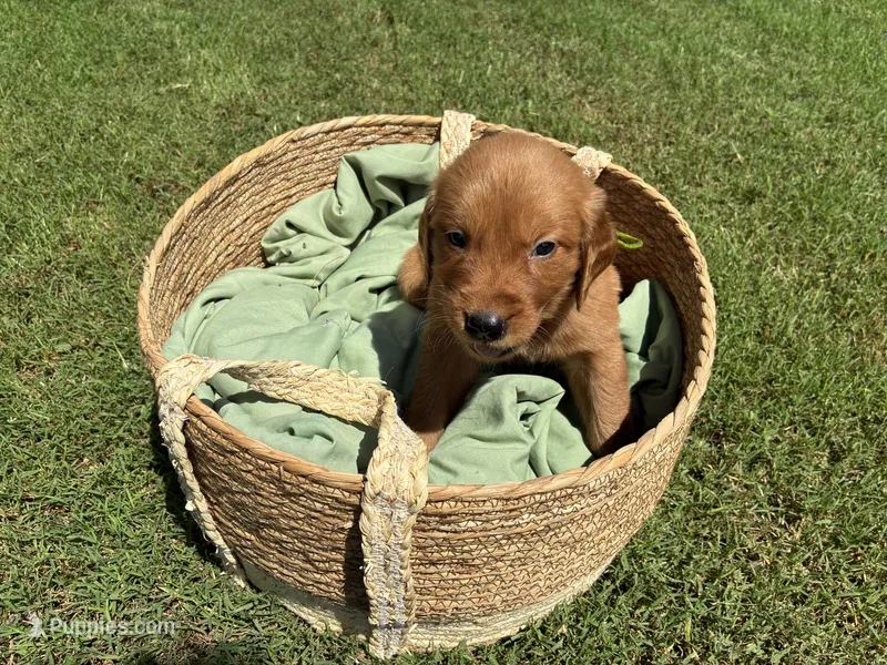 Red – Golden Retriever puppy for sale in Danville, AR